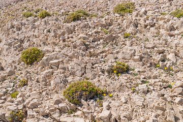 Rocky terrain with sparse vegetation and yellow flowers under sunlight