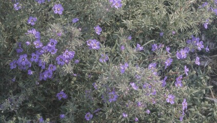 Naklejka premium Moss rose is a drought-resistant plant known for its vibrant flowers, suitable for gardens and landscapes, heat tolerance