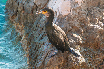 Cormorant perched on rock by the water's edge in natural habitat