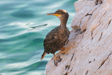 Cormorant perched on rocky seaside cliff with emerald water in background