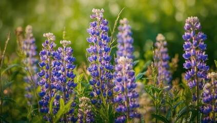 Blue lupine blossoms against a verdant backdrop, symbolizing seasonal change