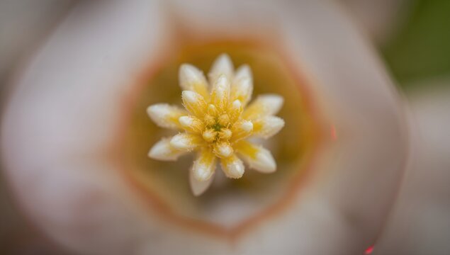 Close-up of the charming flower head of the Shrimp plant, showcasing vibrant colors and textures, beneficial for garden aesthetics