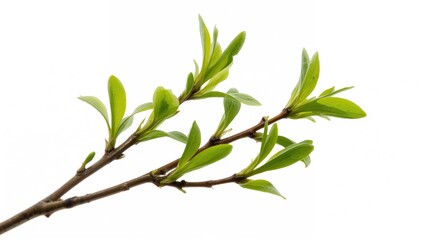Obraz premium Fresh Green Leaves on Branches in Early Spring Against a White Background