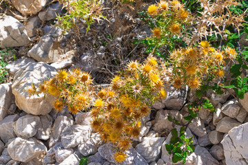 Wild mediterranean thorny plants growing among rocks. carline thistles