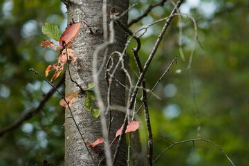 tree in autumn with red leaves