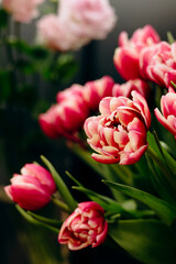 Obraz premium Close-up of pink and white double tulips bouquet, celebrating spring holidays.