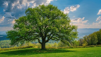 Fototapeta premium Stunning tree offering a breathtaking landscape view, seasonal change