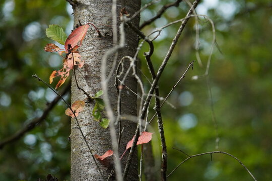 tree in autumn with red leaves - Powered by Adobe