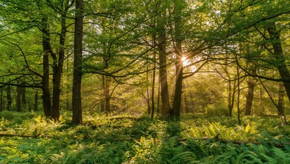 Obraz premium Sunlight Piercing Through a Beech Tree Forest with Ferns on the Forest Floor