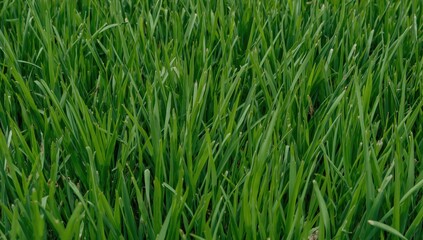 Obraz premium Fresh green onion sprout, healthy ingredient for cooking, World Food Day