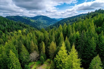 A vast and dense evergreen forest covering rolling hills under a cloudy sky.