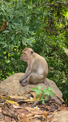 Serene monkey resting quietly amidst vibrant forest surroundings Hua Hin Thailand