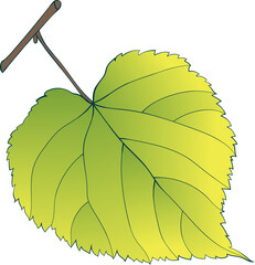 Hand-drawn single green-yellow linden leaf on transparent background. Flat style autumn vector illustration. 