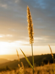 Single Grass Stem in Warm Evening Light