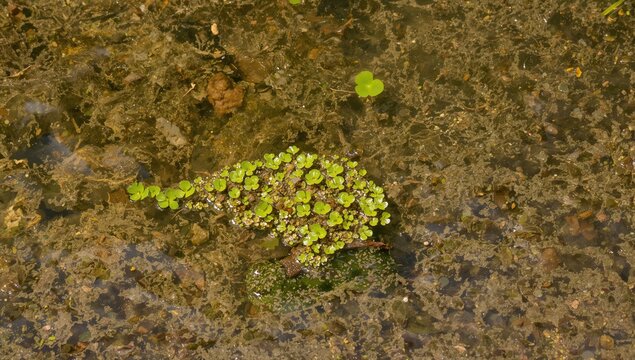 Hornwort and common frogbit floating on the surface of a shallow freshwater river, highlighting ecology threat factors