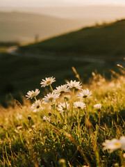 White Flowers Glowing in Golden Sunlight