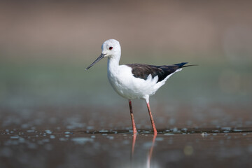 Black-winged stilt in sunshine stands in pool