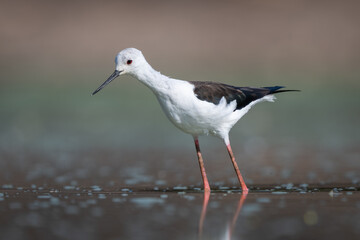 Black-winged stilt leans forward in calm pond