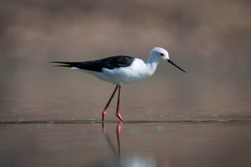 Black-winged stilt crossing calm pond in sunshine