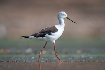 Obraz premium Black-winged stilt in sunshine crossing calm pool