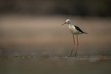 Black-winged stilt on riverbed with muddy legs