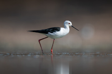 Black-winged stilt in profile crosses calm pond