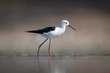 Black-winged stilt in profile crosses calm water