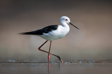 Black-winged stilt in profile crossing calm pool