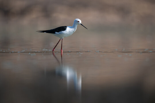 Black-winged stilt crossing calm pool in sunshine
