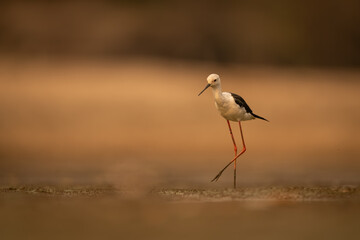 Obraz premium Black-winged stilt walks over riverbed lifting foot