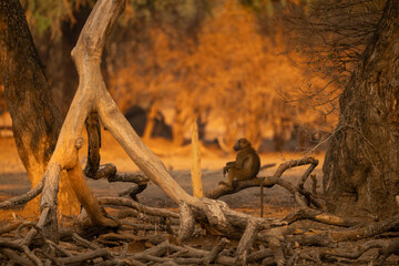 Chacma baboon sits in profile on log