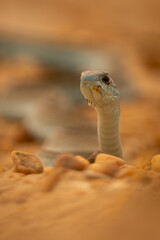 Fototapeta premium Close-up of boomslang snake staring towards camera