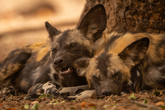 Close-up of African wild dog chomping ear