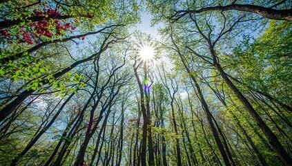 Obraz premium Amidst a lively woodland, beneath the gentle summer rays, a stunning floral and foliage motif adorned the heavens, merging natural beauty with artistic charm.