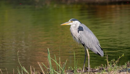 Fototapeta premium Black crowned Night Heron perched on a branch, observing its surroundings, wildlife observation