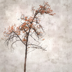 stylish textured old paper square background with a young black poplar tree