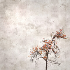 stylish textured old paper square background with a young black poplar tree