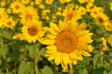 Fototapeta premium A field of blooming heliopsis flowers, Sainte-Apolline Québec Canada