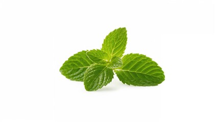Obraz premium Fresh Peppermint Leaves Set Against A White Backdrop, Ideal For Culinary Uses