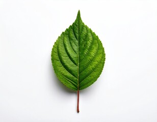 Close Up Studio Shot of a Vibrant Green Leaf with Detailed Veins and Natural Shine Isolated on a Crisp White Background Creates a Fresh Aesthetic