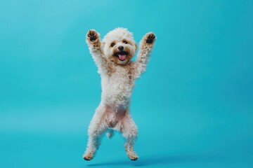 Dog having fun jumping with joy against a bright blue background
