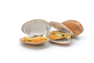 Closed up fresh baby clams. venus shell. shellfish. carpet clams. short necked clams. as raw food from the sea are the seafood ingredients. fresh clams Background. © Pisan