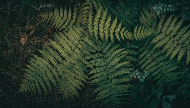 A closeup of ferns in a natural outdoor setting, showcasing rich foliage, seasonal change