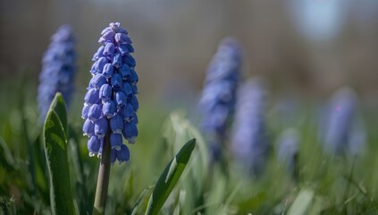 Close-up view of Muscari armeniacum flowers on a bright spring day, highlighting the beauty of nature