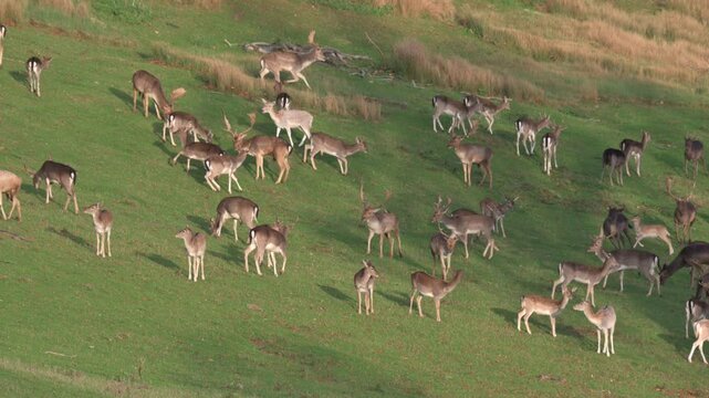 Herd of Fallow deer (Dama dama) appearing restless during the last weeks of the annual rut. Mixture of males and females of different ages. November, Kent, UK