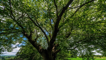 Fototapeta premium View from below of a dense tree canopy with lush green foliage and sturdy branches