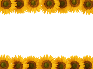 Sunflower floral border isolated on transparent background