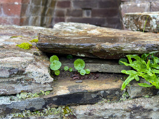 Green fern growing on ancient stone wall at Su Tempiesu sacred site in Sardinia