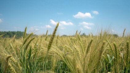 Fototapeta premium A backdrop of golden wheat heads swaying in the summer breeze, ideal for agricultural themes, Earth Day