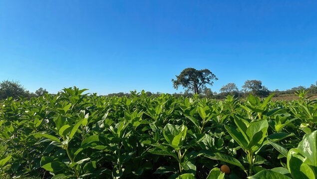 Lush greenery basking in bright sunlight with open area